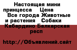 Настоящая мини принцесса  › Цена ­ 25 000 - Все города Животные и растения » Собаки   . Кабардино-Балкарская респ.